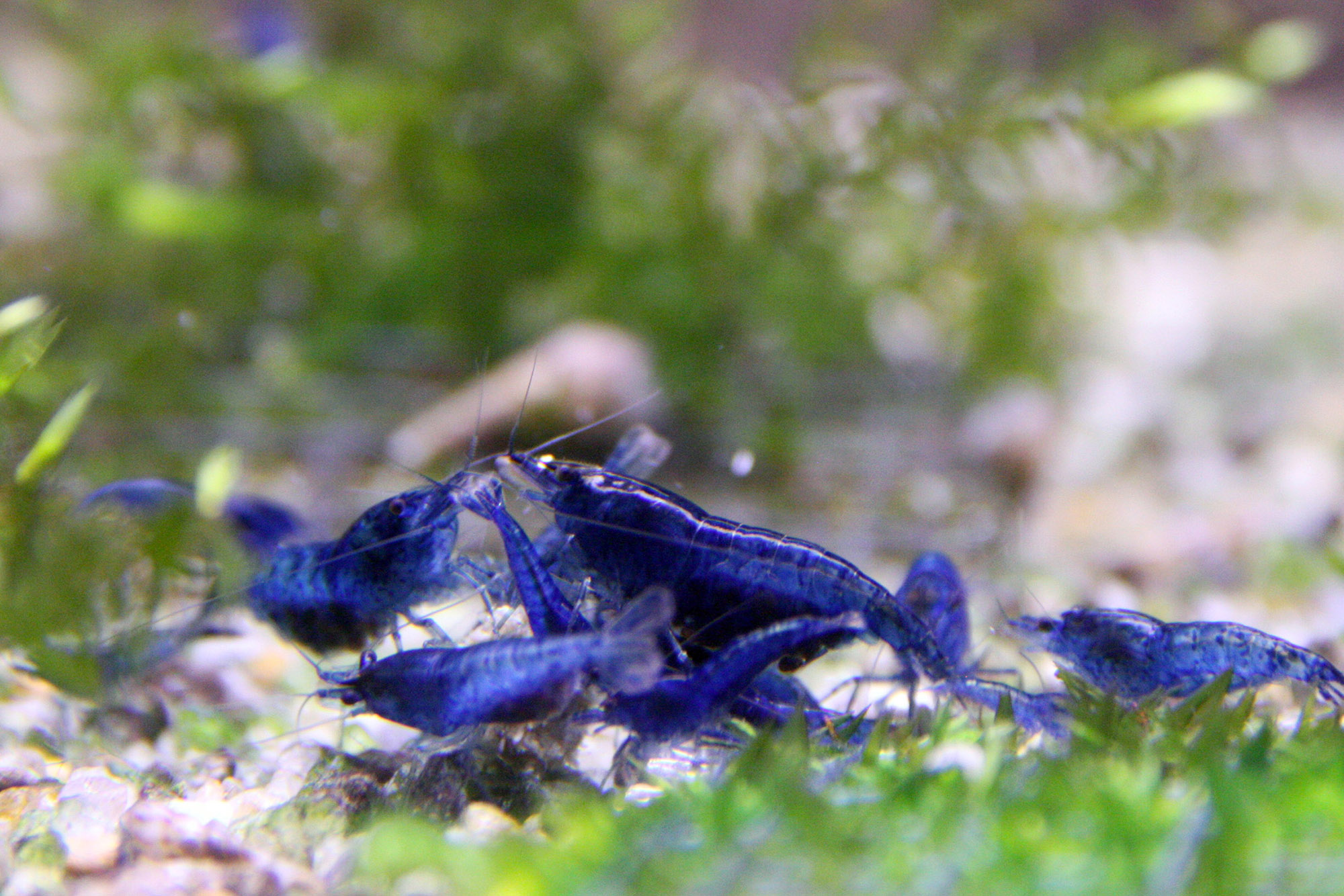 Neocaridina sp. Blue Dream