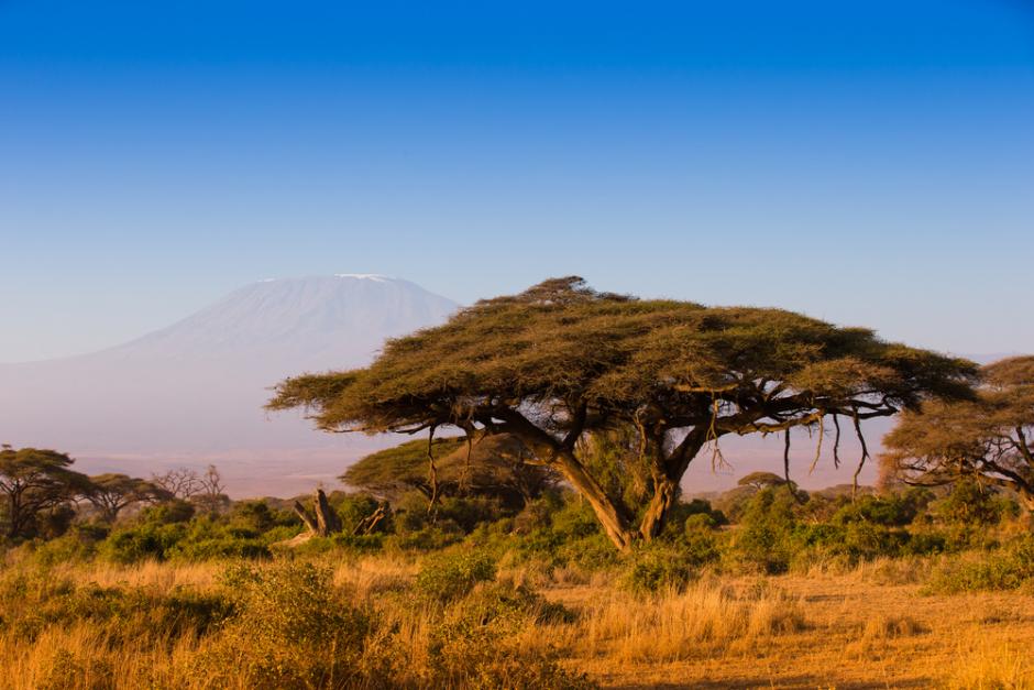 Træ på savannen        (Foto: Shutterstock)