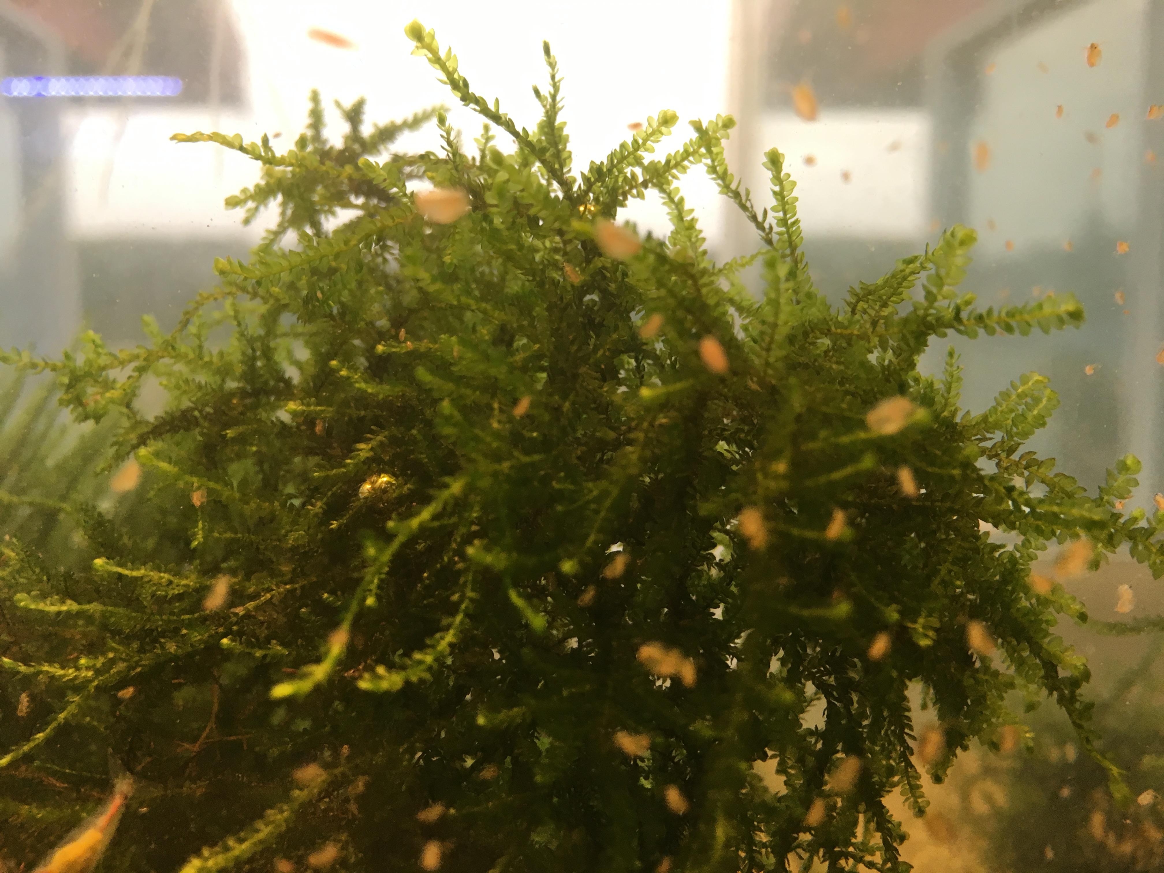 Weeping moss in Daphnia aquarium