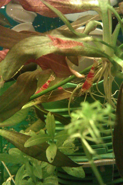 Mine Red cystaller elsker at hygge sig i disse planter, hvor de også får besøg af de alm. rcs.