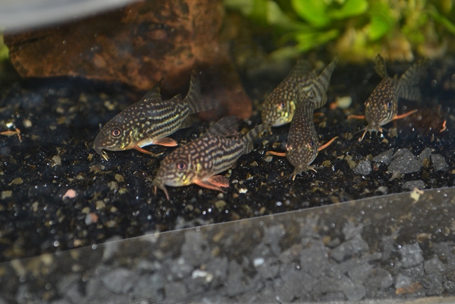 Corydoras sterbai1.jpg