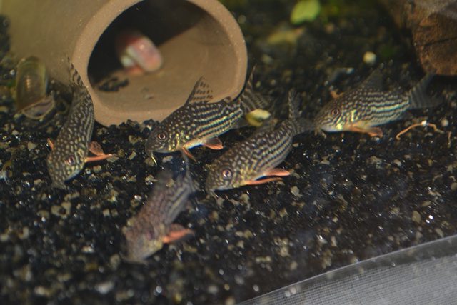 Corydoras sterbai2.jpg