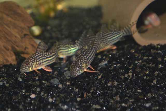 Corydoras sterbai3.jpg