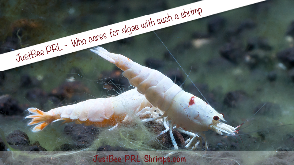 JustBee-PRL-Shrimps-fl.png