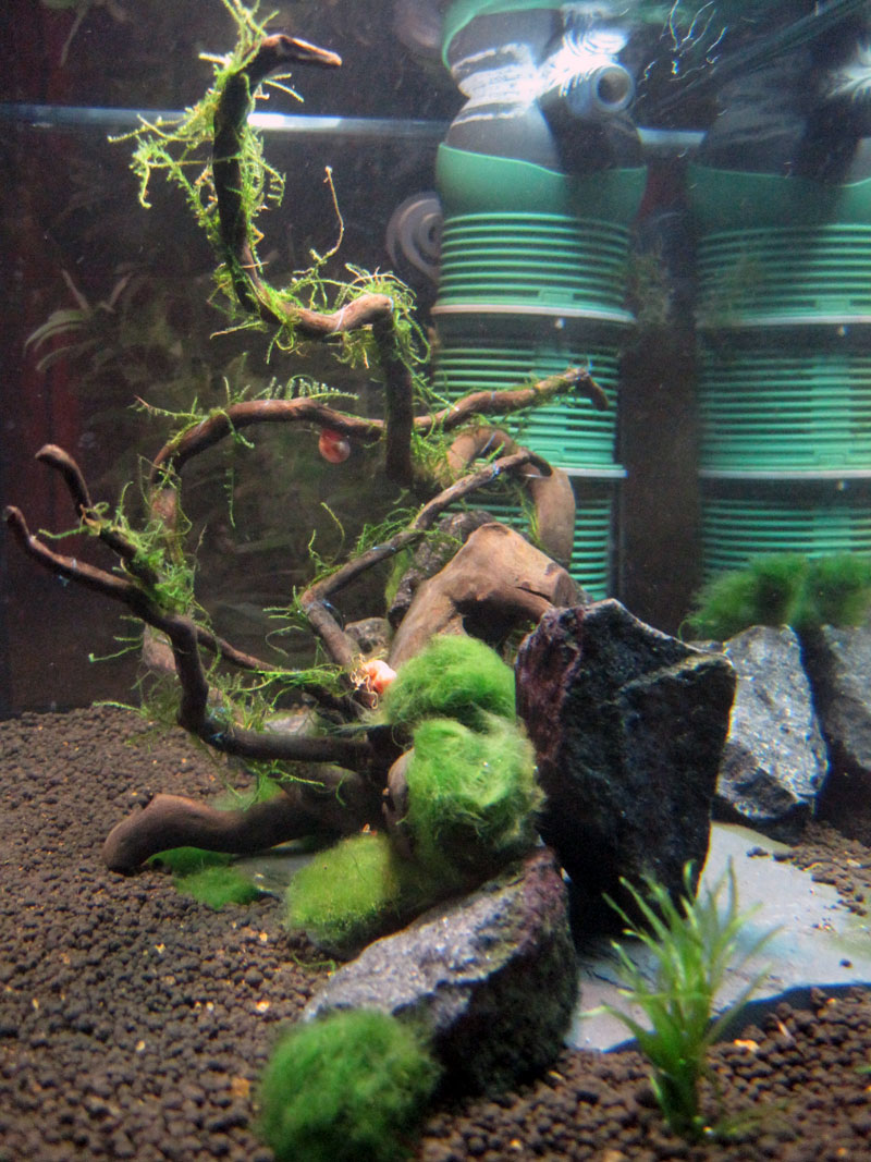 aquascaping_final2.jpg